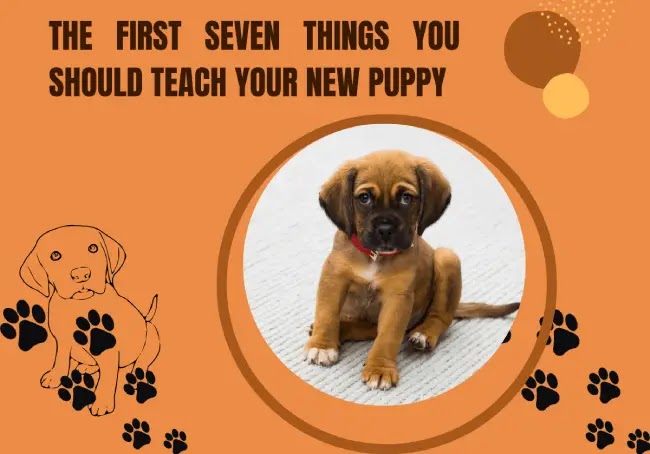 The First Seven Things You Should Teach Your New Puppy