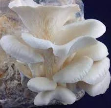 Mushroom Spawn Supplier In Badrak