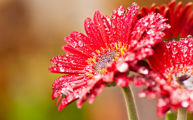 Flores Rojas Despues de la Lluvia