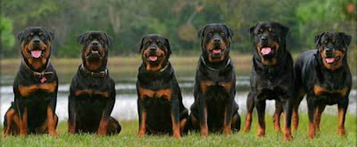 Rottweiler-dog-Training-method