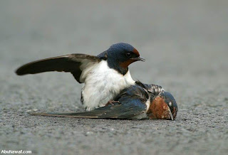 birds tragedy