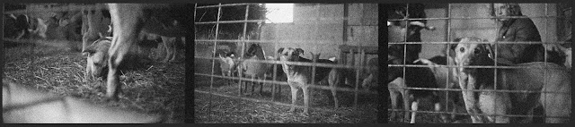 jp melville, elora, ontario, goats, farm, life, nature