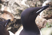 Thick-billed Murre head close up – Svalbard -June 2005 – photo by Michael Haferkamp