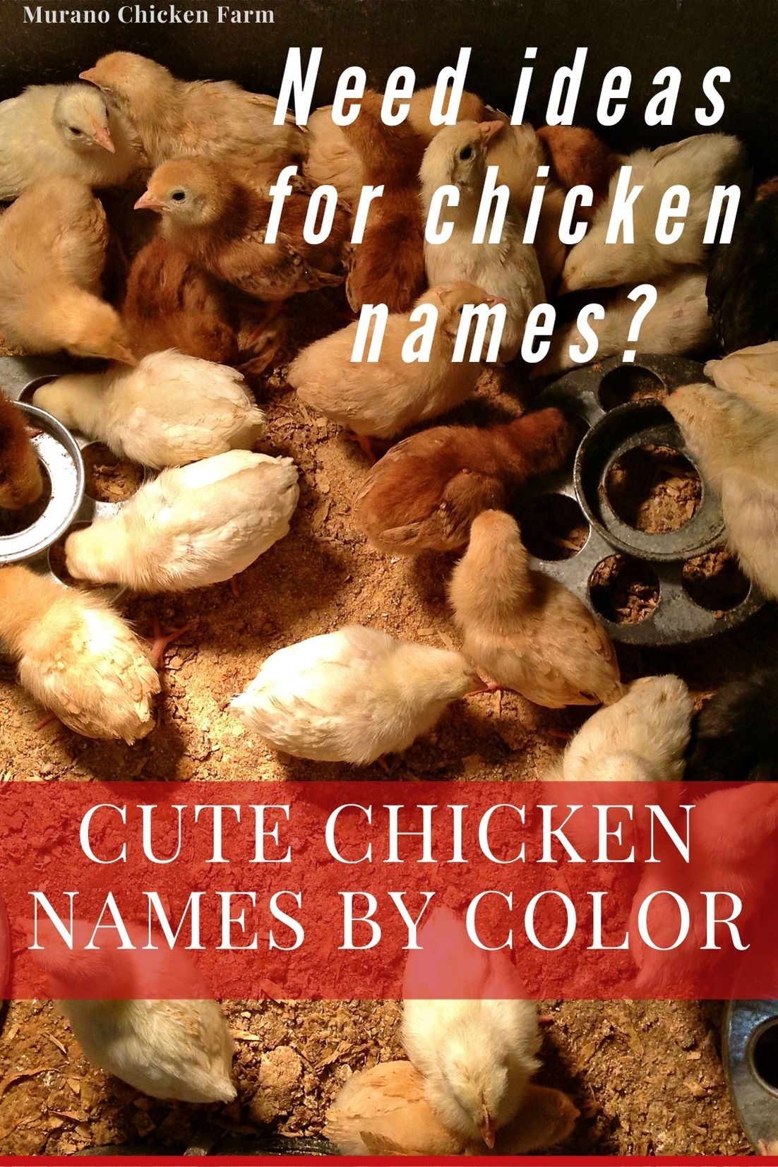 Funny chicken names, by color. - Murano Chicken Farm