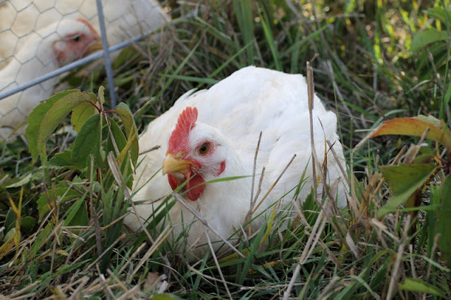 Broiler chick day 40