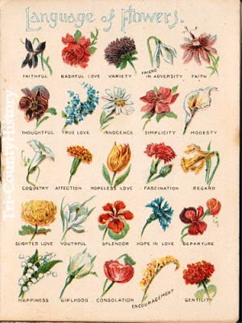 Pictures Of Flowers Names And Meanings