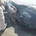 Terrifying Sea Monster Washes up in Brazil