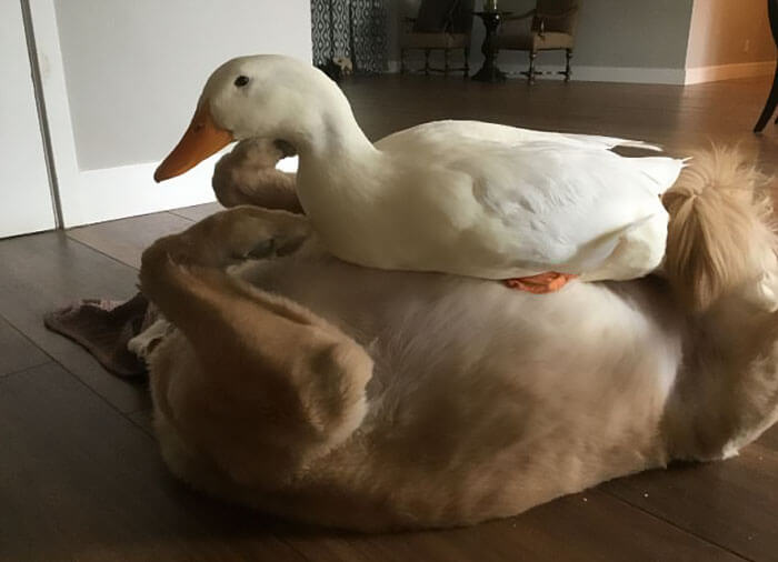 Heartwarming Pictures Of A Friendship Between A Dog And A Duck