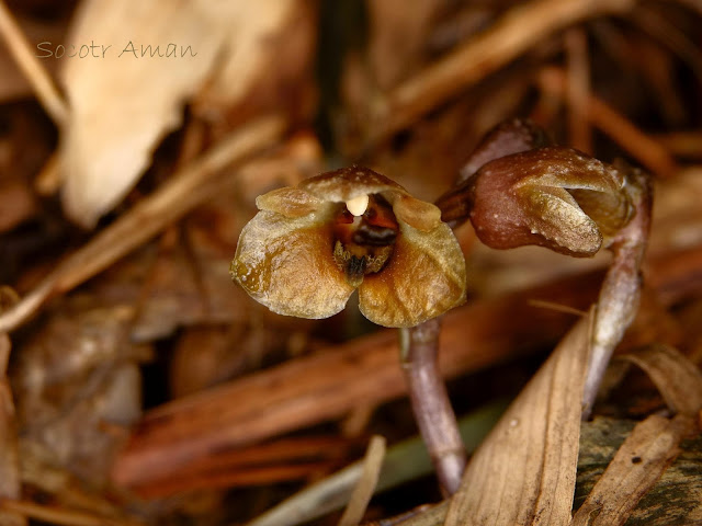 Gastrodia pubilabiata