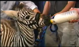 Conan bottle feeds a zebra