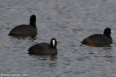 Fotja comuna (Fulica atra)