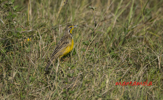 Yellow-throated Longclaw 