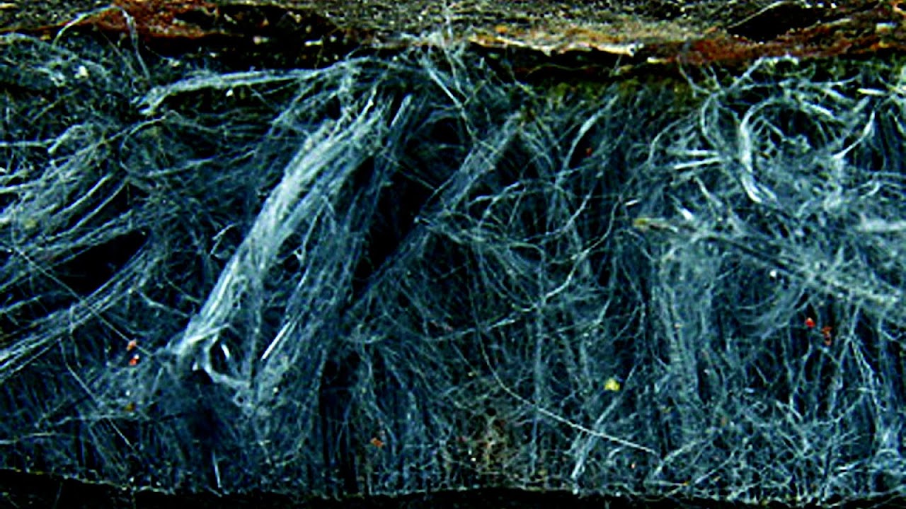 Asbestos - Blue Asbestos