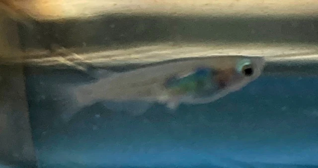 深海(しんかい)メダカ 稚魚 ３１日目
