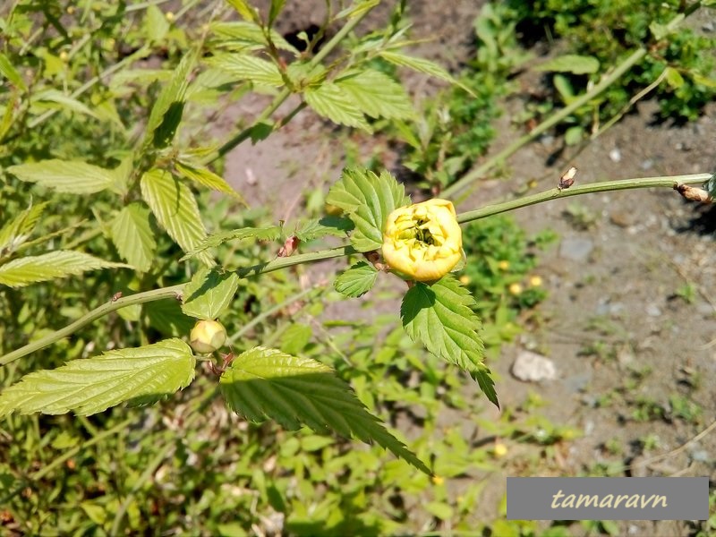 Kerria japonica 'Pleniflora'