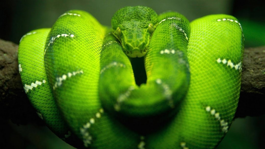 Green Snake HD Wallpaper 4