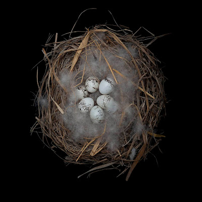 Birds Nests Photography by Sharon Beals Seen On www.coolpicturegallery.us