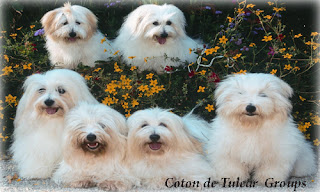 Coton de Tulear Groups