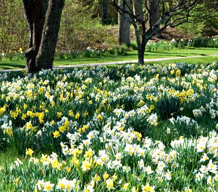 william wordsworth daffodils