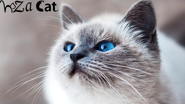 The best and most expensive types of cats