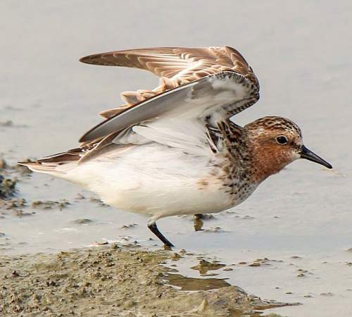 Calidris ruficollis