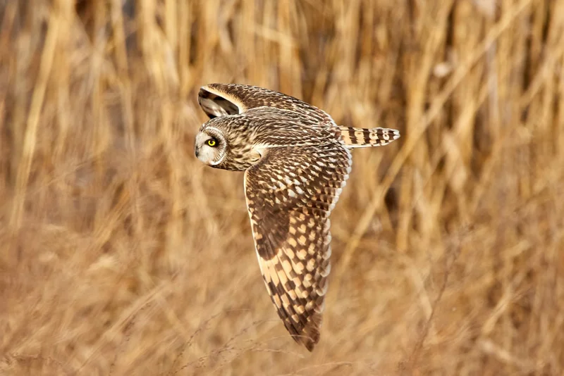 Things You Never Knew About Owls