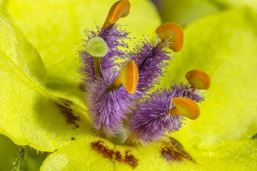2016 Nikon Macro Photo Contest Winners Show The World Like You’ve Never Seen Before - Mullein Flower