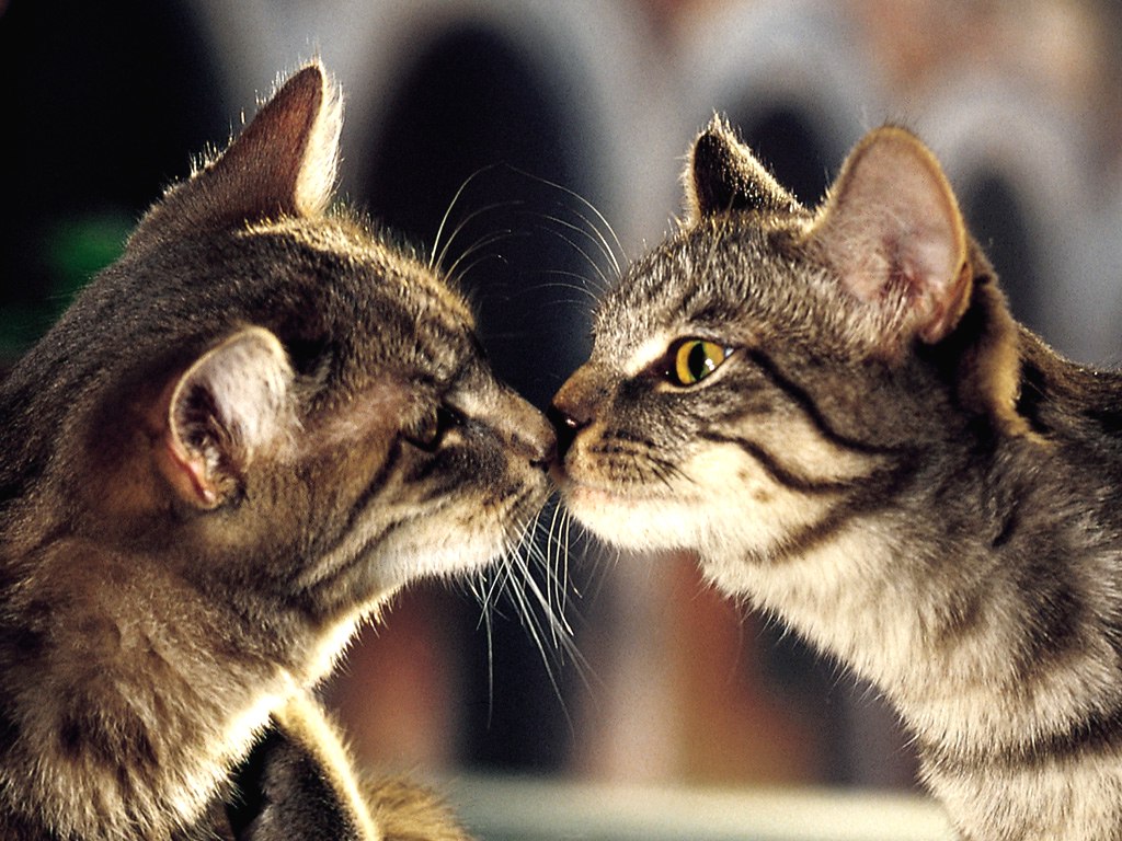 My Wallpapers Corner: Cat Kissing Moment Wallpaper