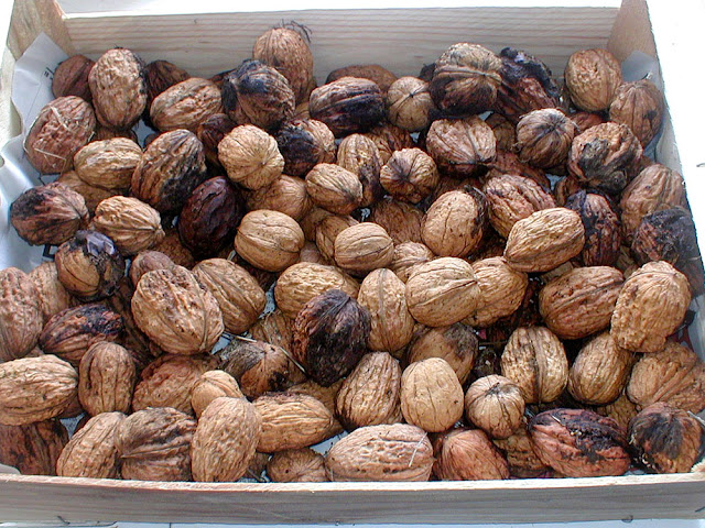 Homegrown walnuts. Photo by Loire Valley Time Travel.