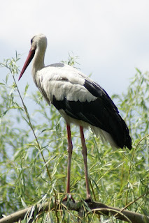 Ciconia ciconia - Cigogne blanche