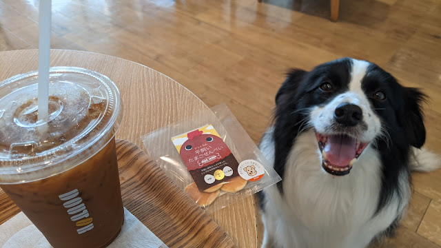 保護犬 ボーダーコリー トーマ イオンモール幕張新都心 ドトールコーヒー