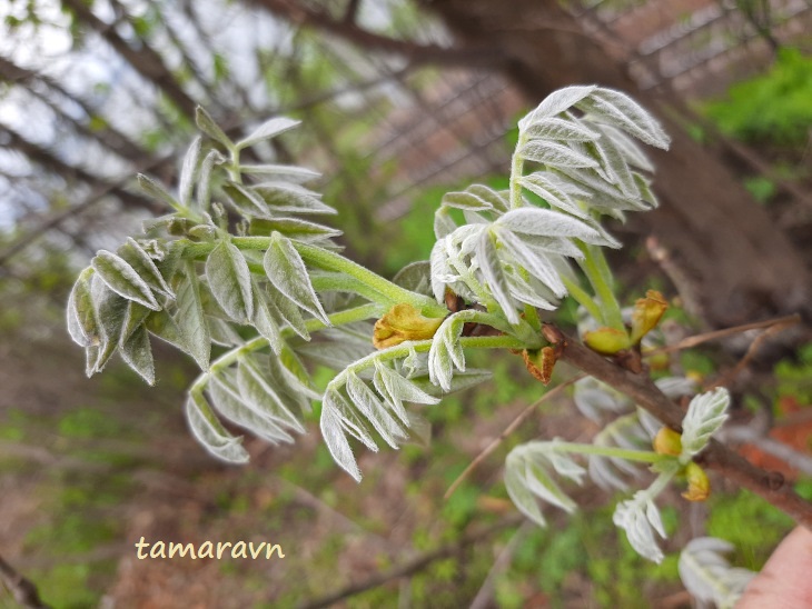 Маакия амурская (Maackia amurensis)