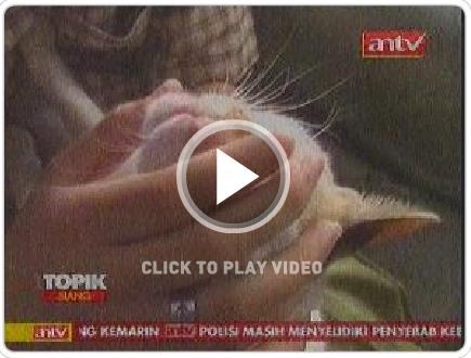 Wauuu hebat,.Kucing Bisa Bicara dan Berhitung [video]