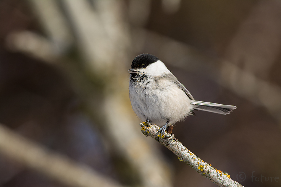 Põhjatihane, Poecile montanus borealis, Willow Tit, Parus montana, tihane