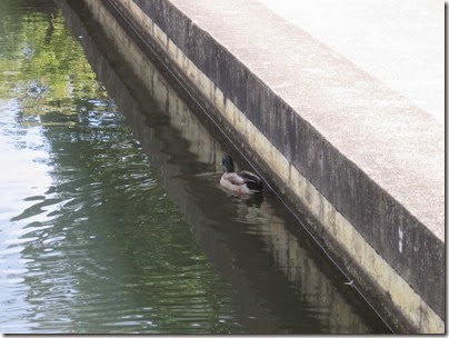 IMG_3786 Mallard Duck in the Vern W. Miller Civic Center Pond in Salem, Oregon on  September 17, 2006