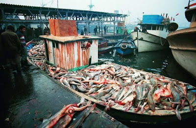 Independenta Faciası sonrası Marmara Denizinde balıklar ve İstanbul'da balık satışları...