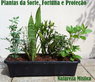 Plantas da Sorte, Fortuna e Proteção: 13 plantas que atraem proteção, sorte e prosperidade.