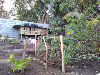 kebun belakang rumah