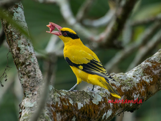 Black-Naped Oriole(Oriolus chinensis)