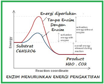 Dapat menurunkan Energi pengaktifan , sehingga metabolisme dengan enzim dapat menurunkan energi sangat besar dalam reaksinya