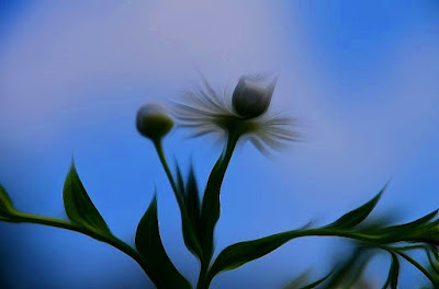 Blumen, flores, Flower, fleurs, květiny, Flores, blomme, blommor, çiçekler, kwiaty, Flor, Hoa, nở hoa, floración, bloom, Kukka, kukinta, La floraison, Fiore