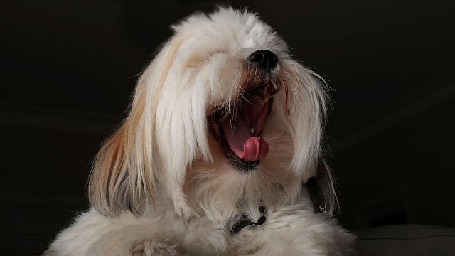 Lhasa Apso