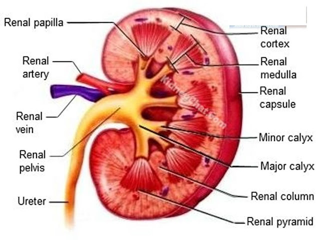  Home Remedies for Kidney Infection