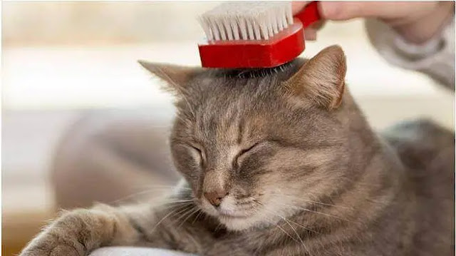How to groom a cat at home