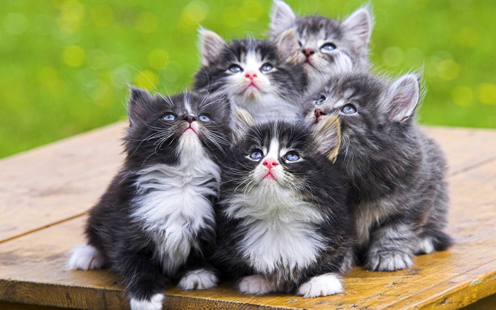Gambar Kucing Lucu Yg Bergerak Medsos Kini