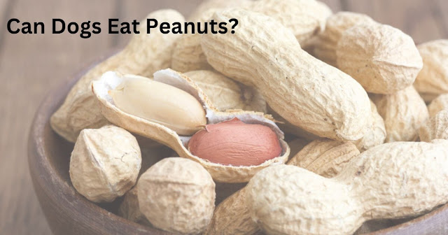 Can Dogs Eat Peanuts