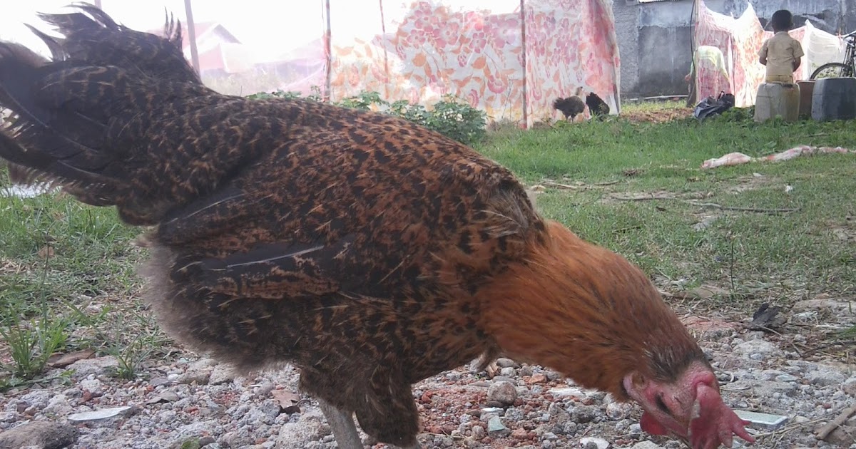 Cara membuat kandang ayam yang  sangat sederhana Kandang Ayam