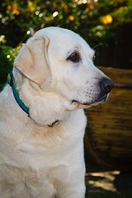 yellow Lab