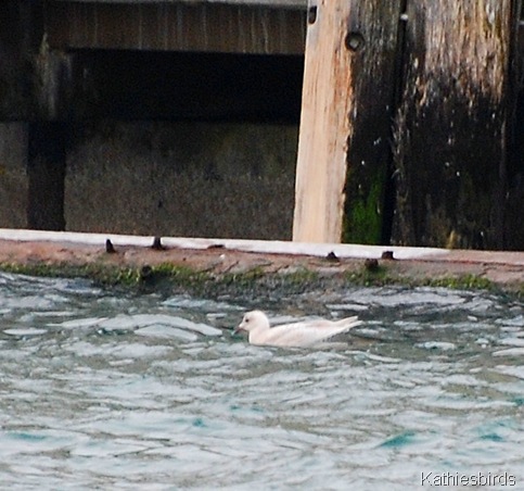 10. iceland gull-kab
