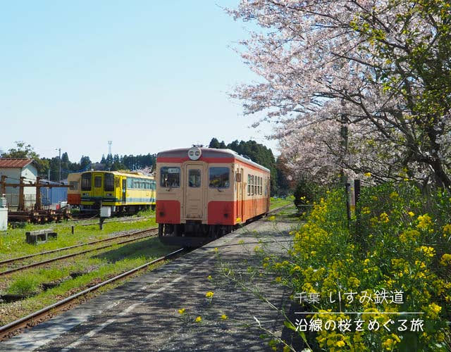 いすみ鉄道沿線の桜をめぐる旅♪